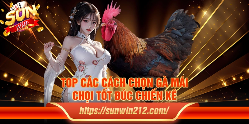 Top các cách chọn gà mái chọi tốt đúc chiến kê