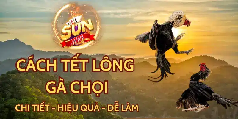 Hướng dẫn cách tết lông gà chọi