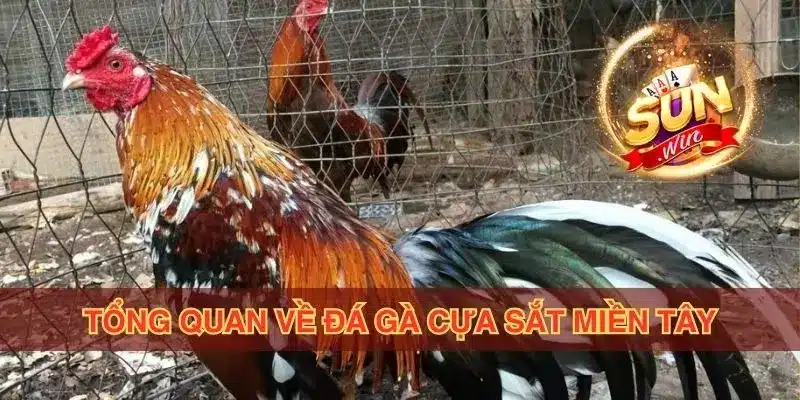 Tổng quan về đá gà cựa sắt miền Tây